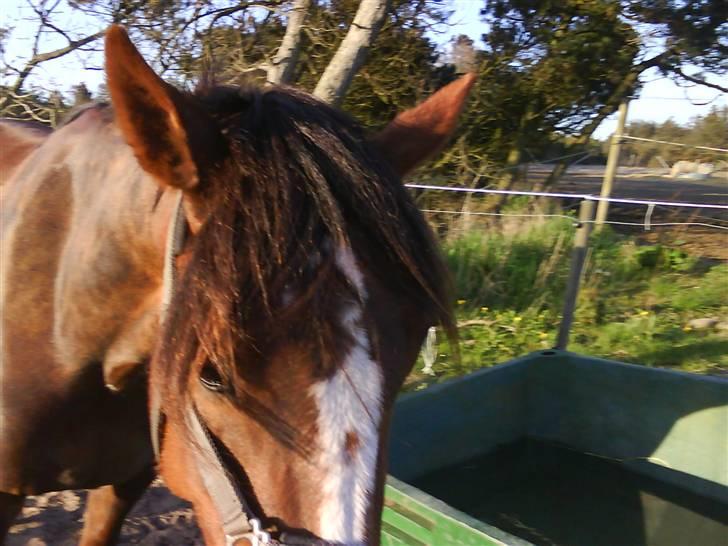 Heste fra SKR (Skagen rideklub) billede 17