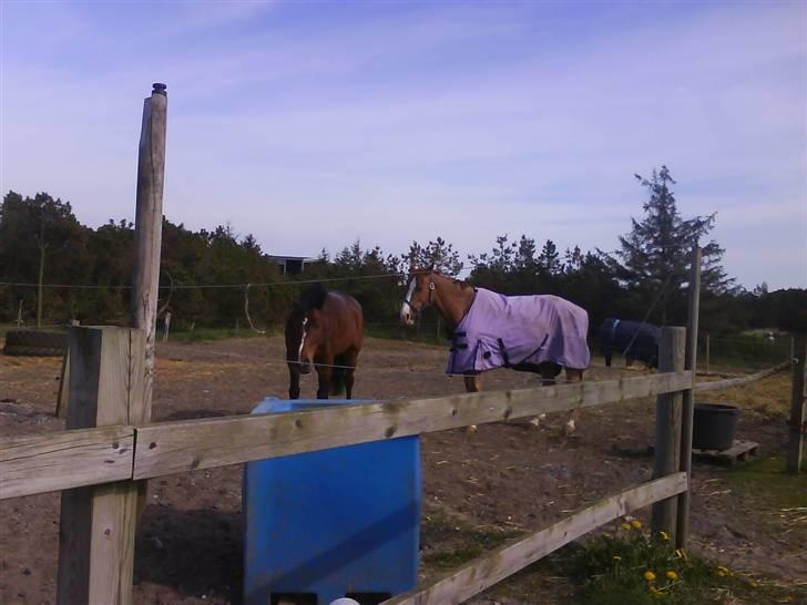 Heste fra SKR (Skagen rideklub) billede 18