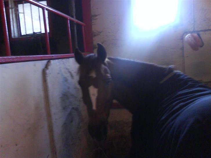 Heste fra SKR (Skagen rideklub) billede 19