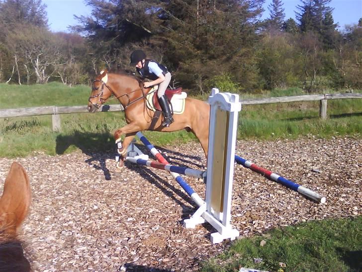 Heste fra SKR (Skagen rideklub) billede 20