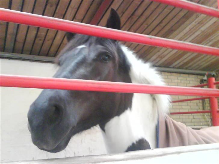 Heste fra SKR (Skagen rideklub) billede 21