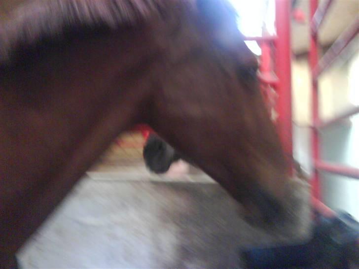 Heste fra SKR (Skagen rideklub) billede 22