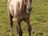 Leopold palomino hingst 5 mdr.
