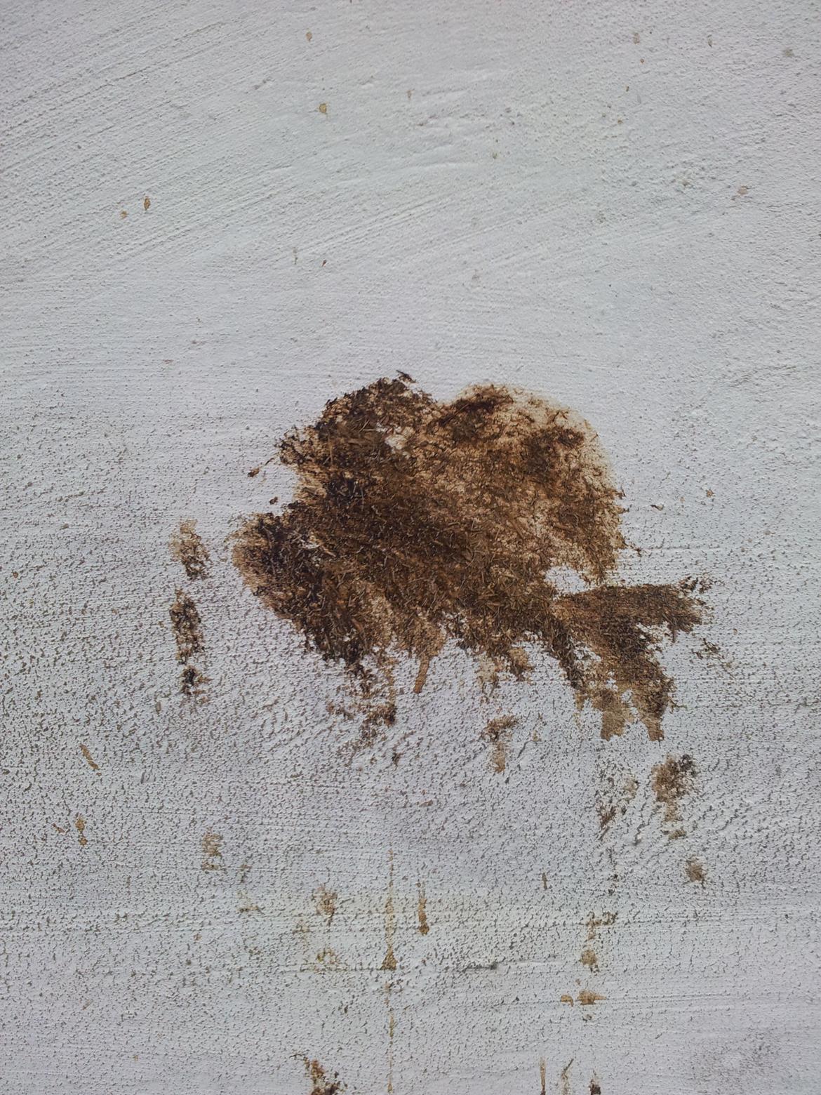 Luna´s numse-kunst :-) - En fin kakadue :-P billede 1