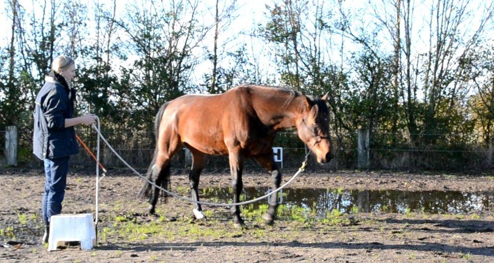 Vores billedebog. - Vi træner meget longering, hvor jeg lægger meget vægt på, at han søger ned selv. Derfor arbejder vi primært kun  i skridt, men jeg synes virkelig der er sket en del! *Skærmbillede, undskylder kvalitet!* billede 66