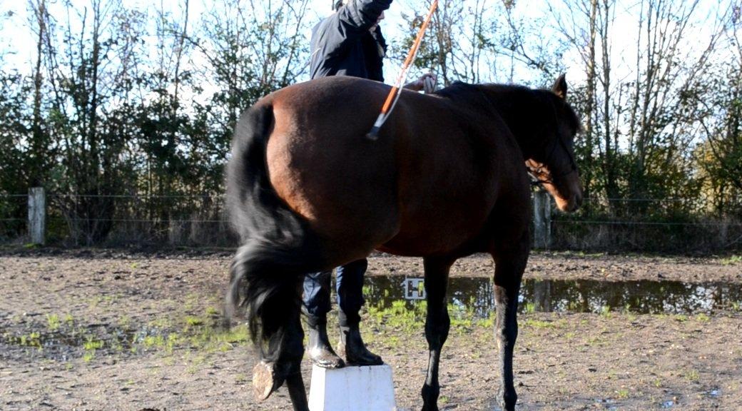 Vores billedebog. - Min hest har lært at indparkere! :-D Han er seeeeeeej til det! :-D Det er virkelig en øvelse jeg vil anbefale ryttere! :-D billede 67