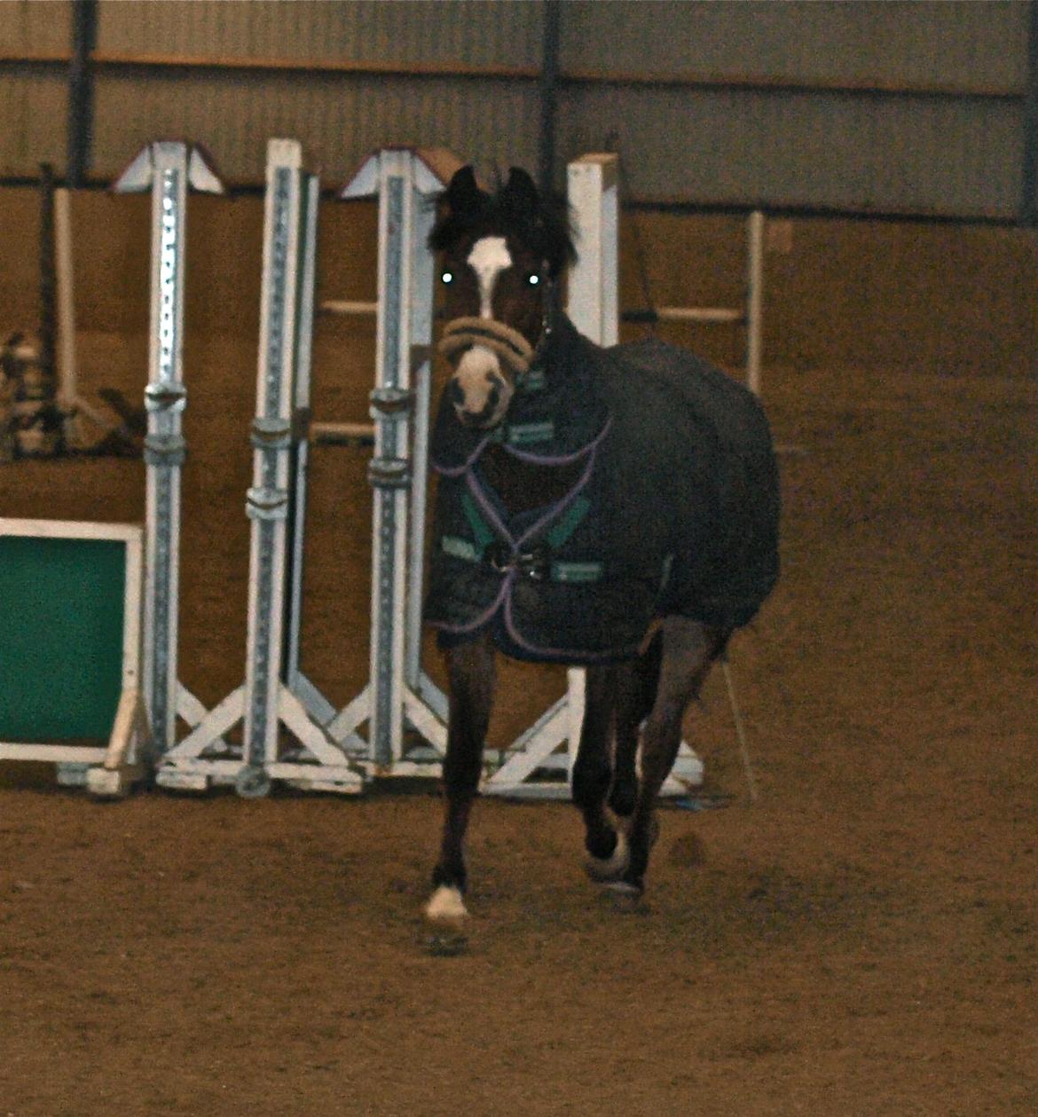 Kisses  - Sådan 3 år gammelt, eller noget lign. Men se hvor glad han eeeer!  billede 1