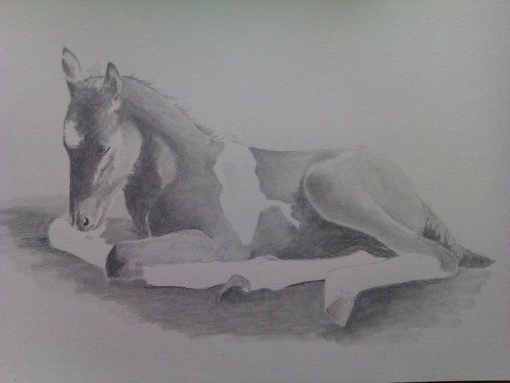 heste tegninger og malerier - adonis den smukkeste barok pinto  billede 4