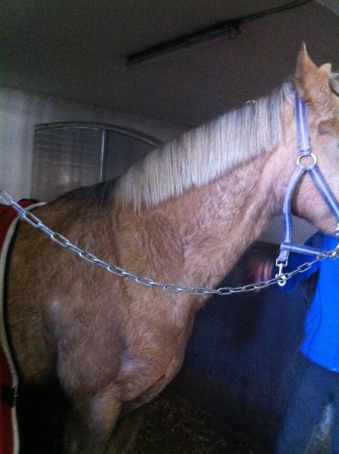 Lamse bliver klippet!<3 - Lamse-mus bliver klippet!<3 billede 1