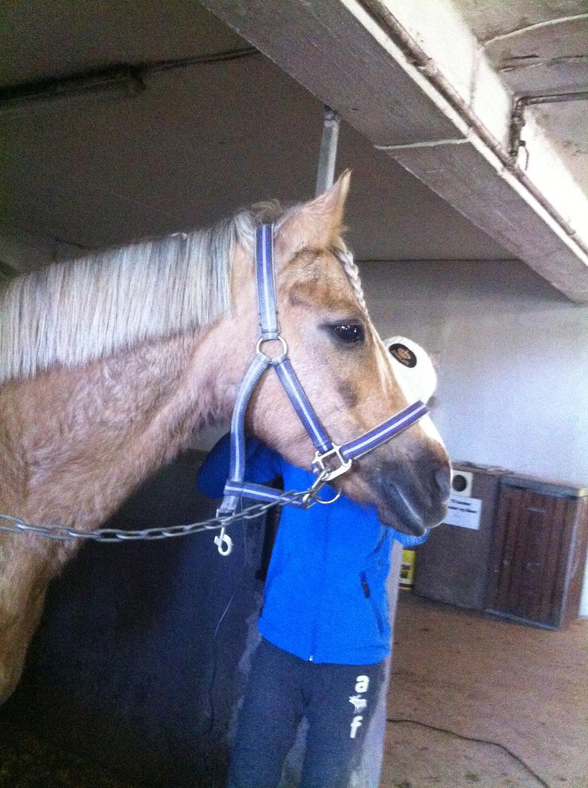 Lamse bliver klippet!<3 billede 2