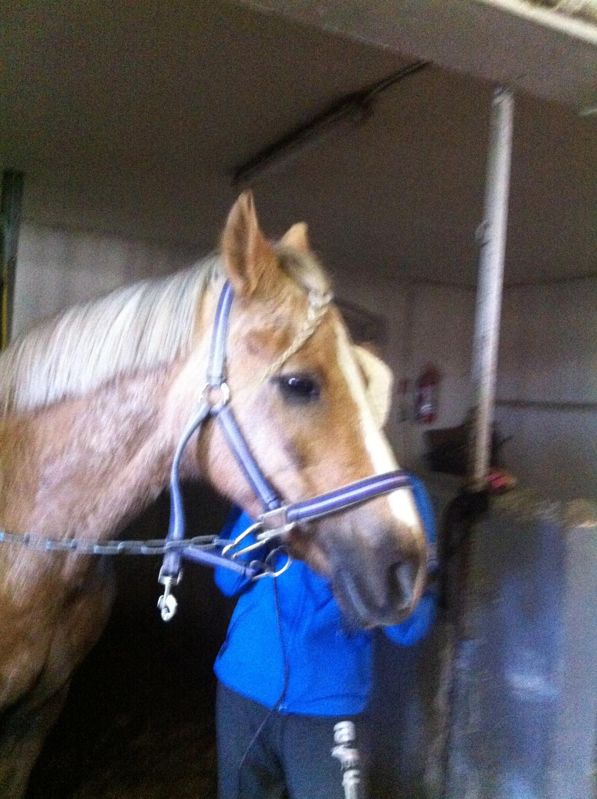 Lamse bliver klippet!<3 billede 8