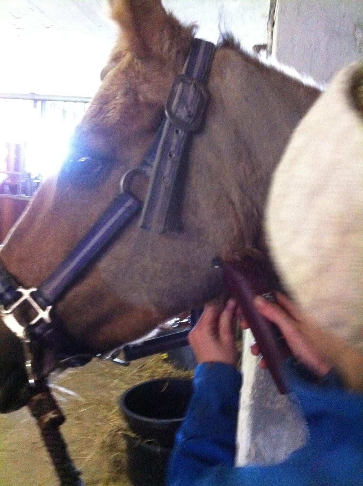 Lamse bliver klippet!<3 billede 9