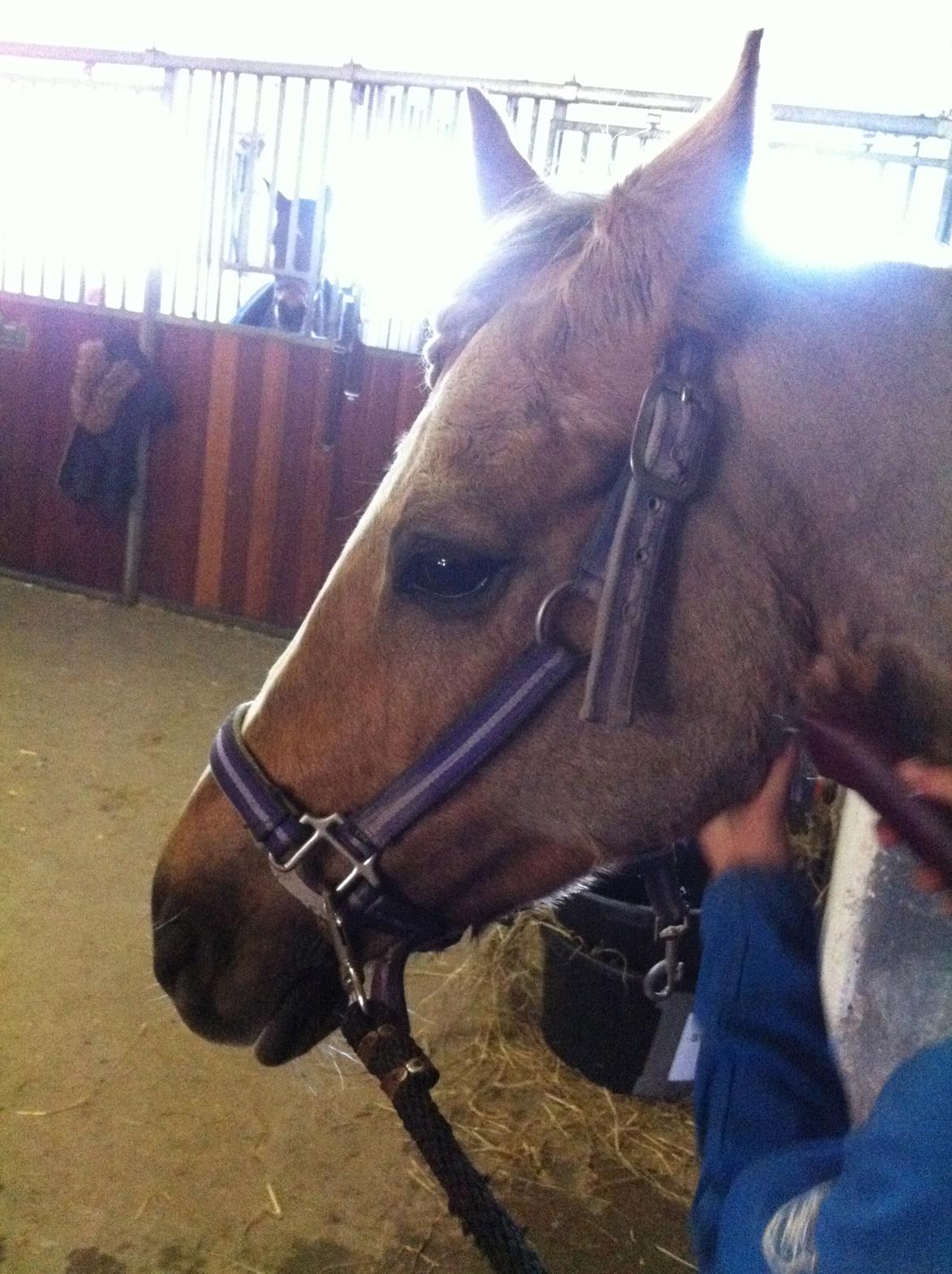 Lamse bliver klippet!<3 billede 10