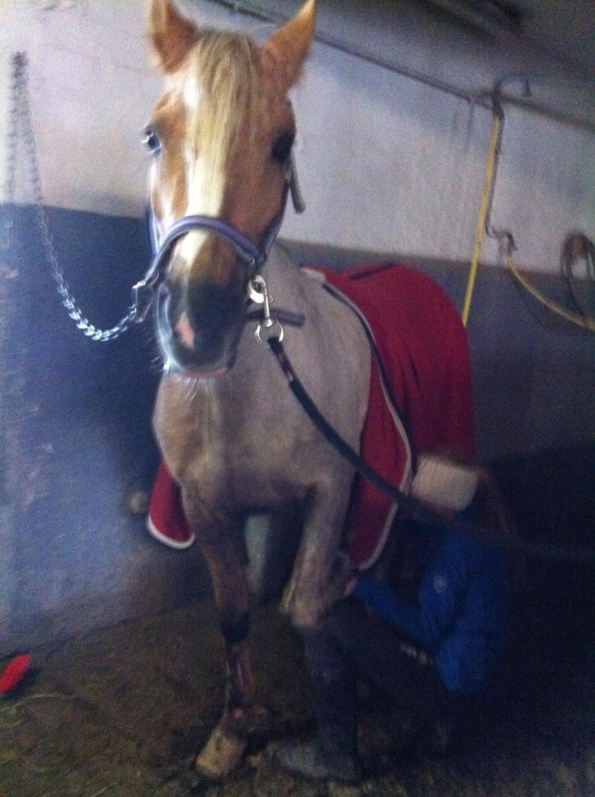 Lamse bliver klippet!<3 billede 12