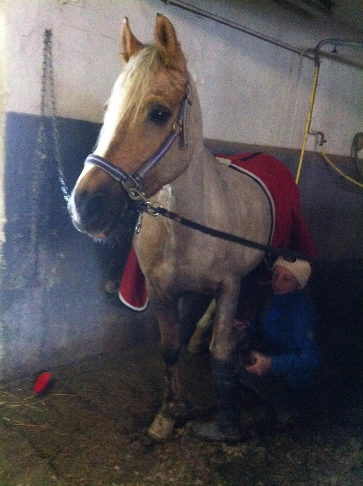 Lamse bliver klippet!<3 billede 13