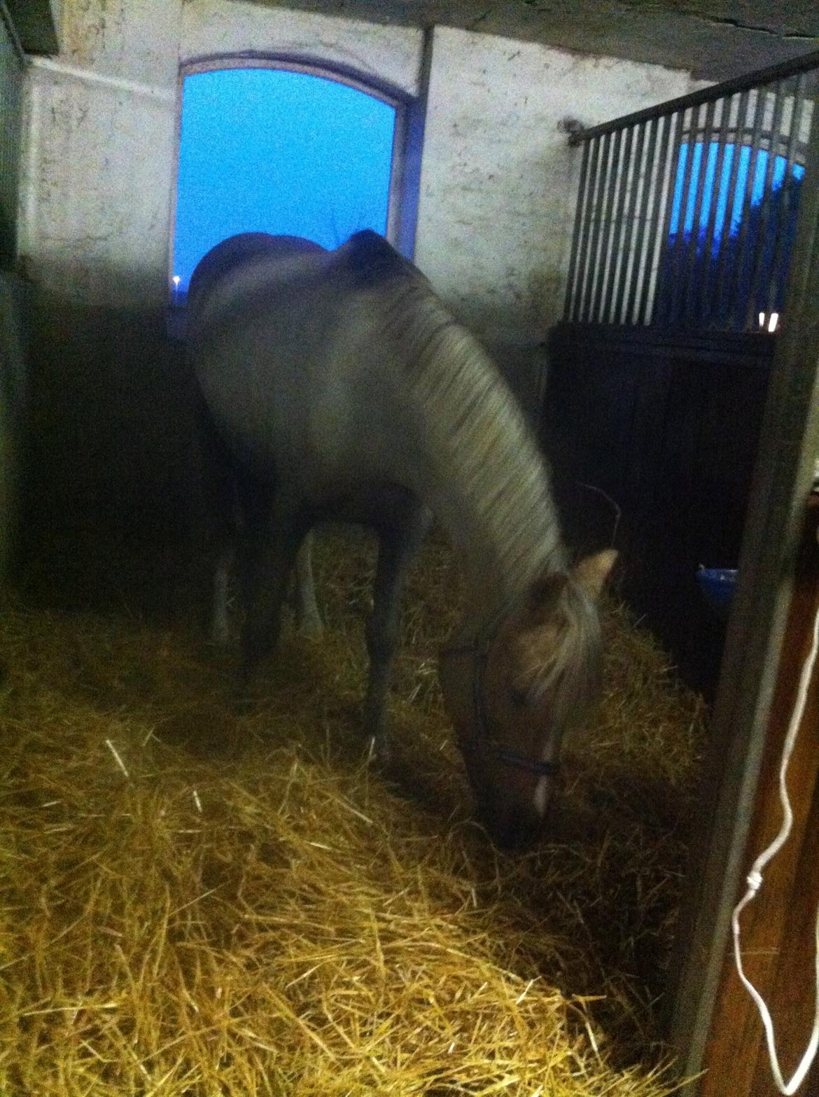 Lamse bliver klippet!<3 billede 14