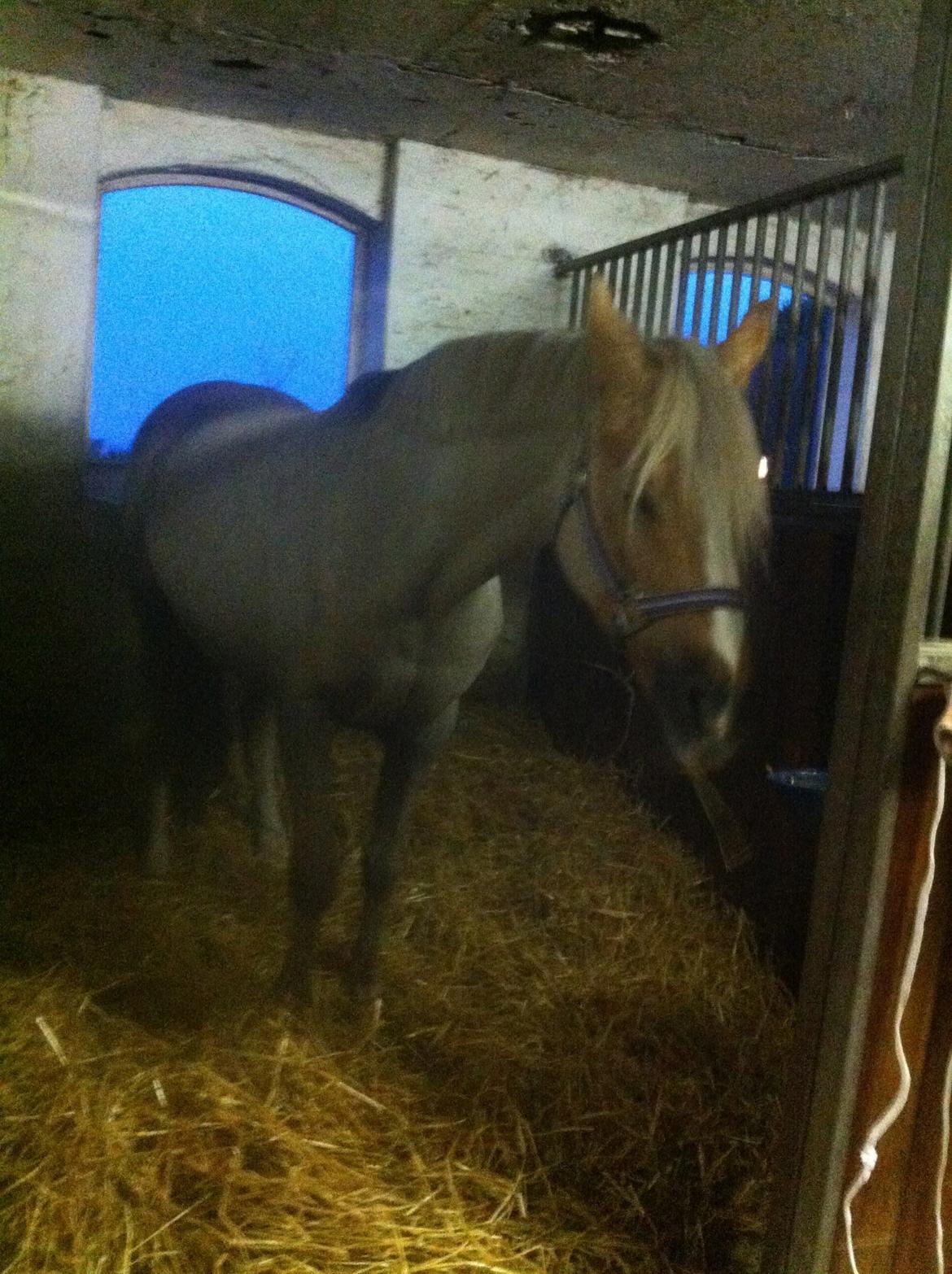 Lamse bliver klippet!<3 billede 15