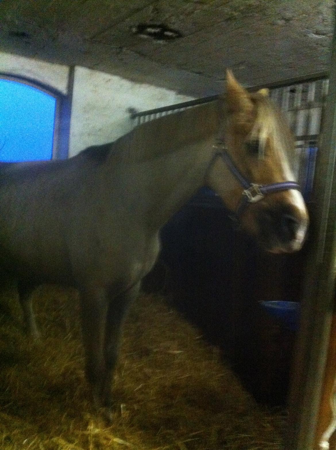 Lamse bliver klippet!<3 billede 16