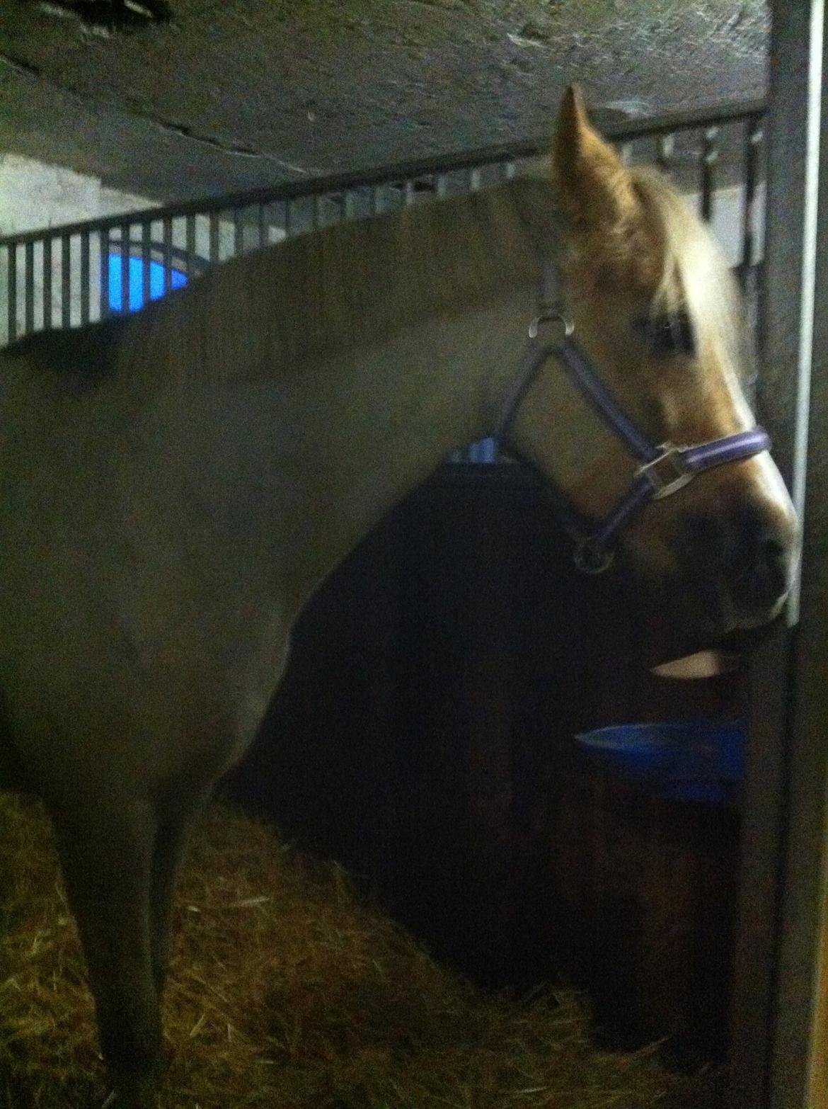 Lamse bliver klippet!<3 billede 17