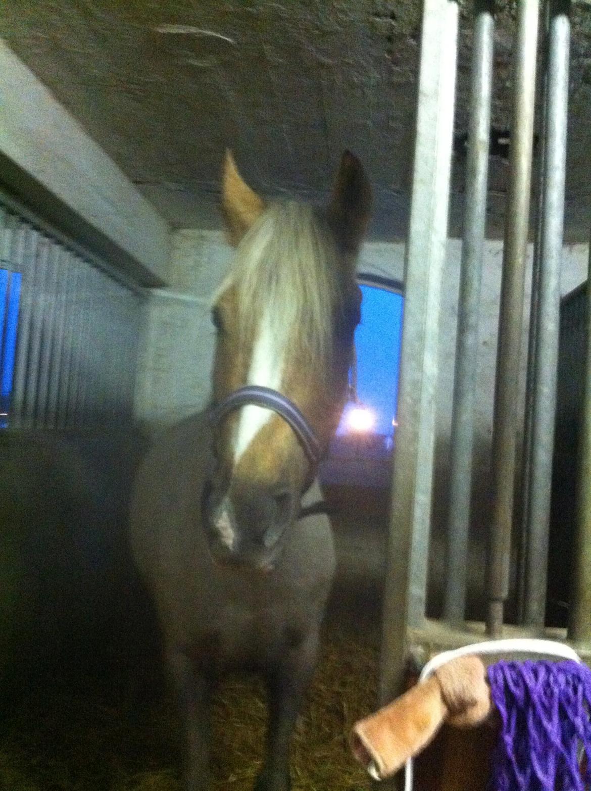 Lamse bliver klippet!<3 billede 18