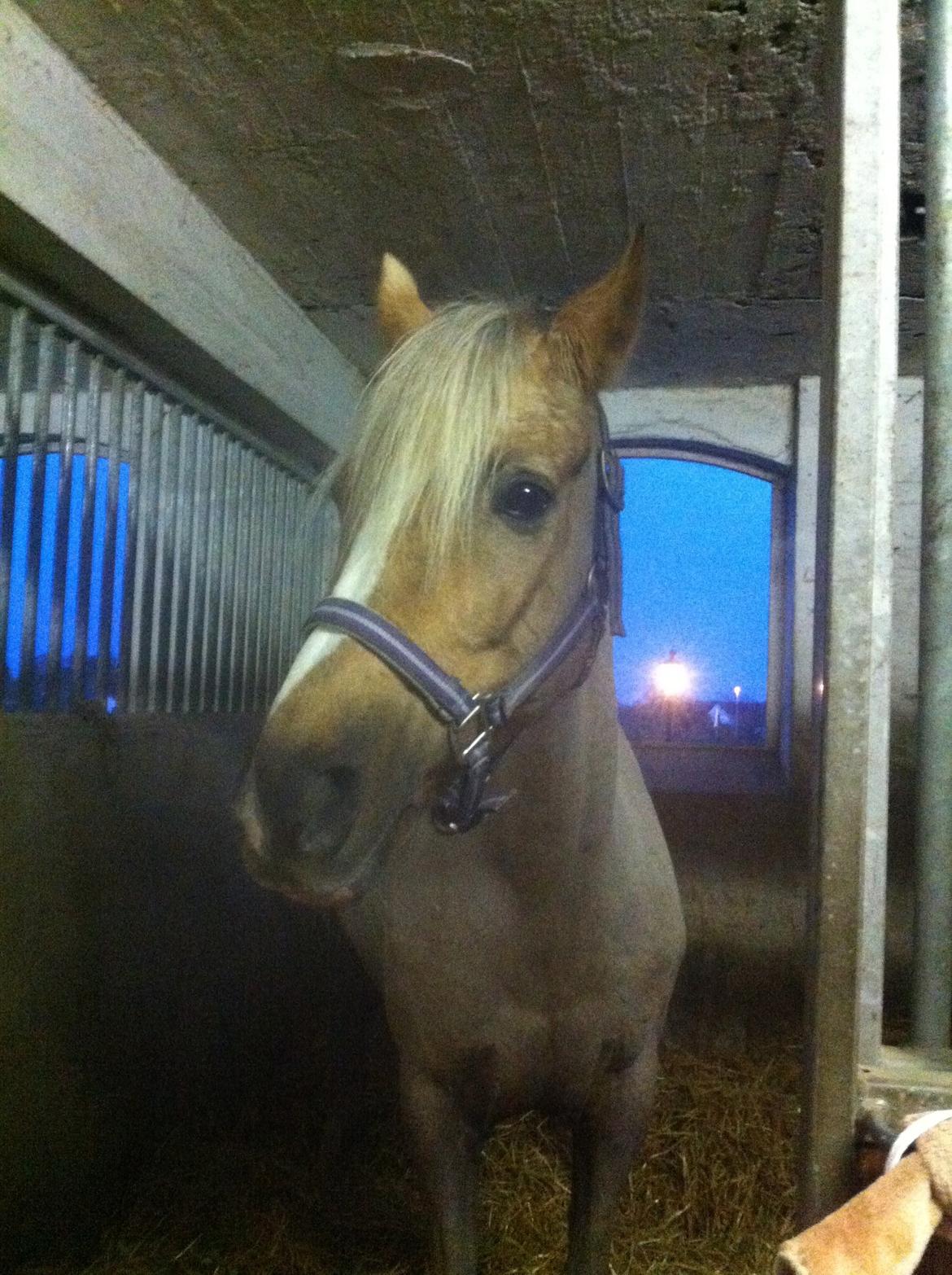 Lamse bliver klippet!<3 billede 19