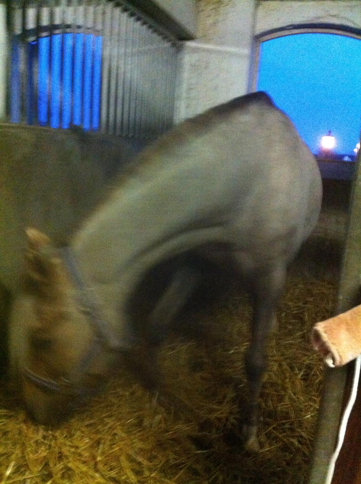 Lamse bliver klippet!<3 billede 20