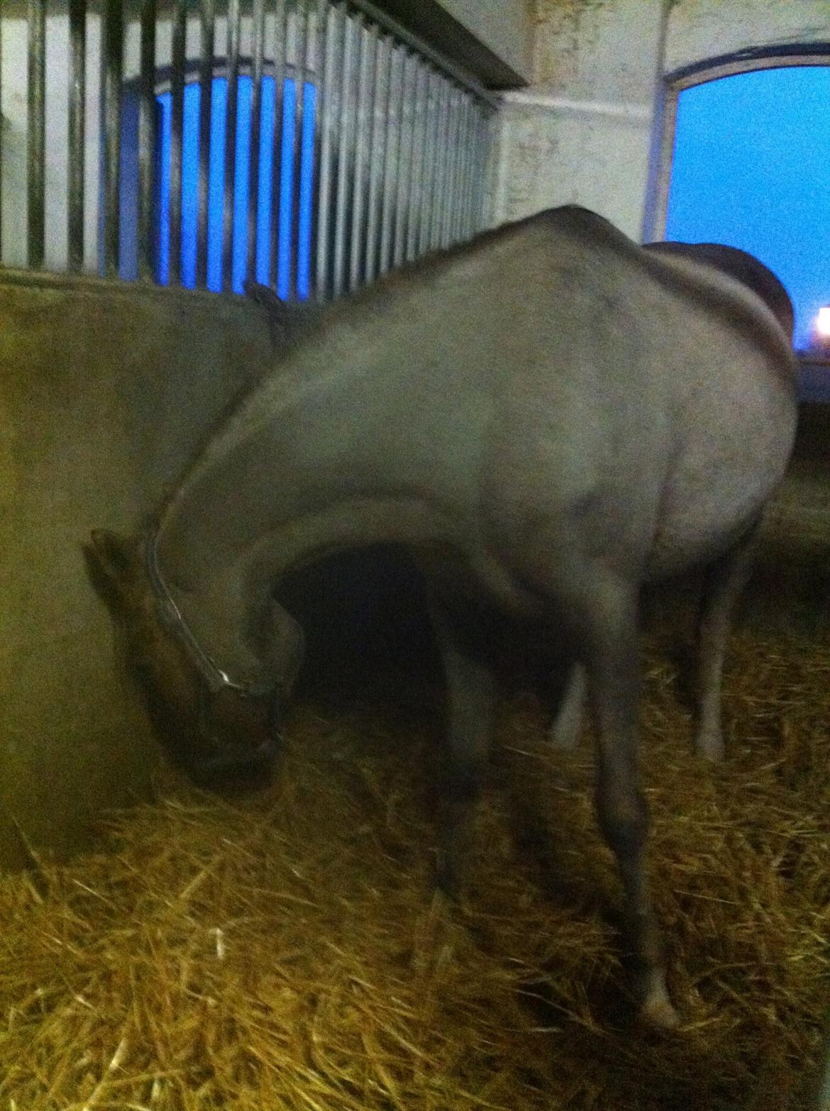 Lamse bliver klippet!<3 billede 21