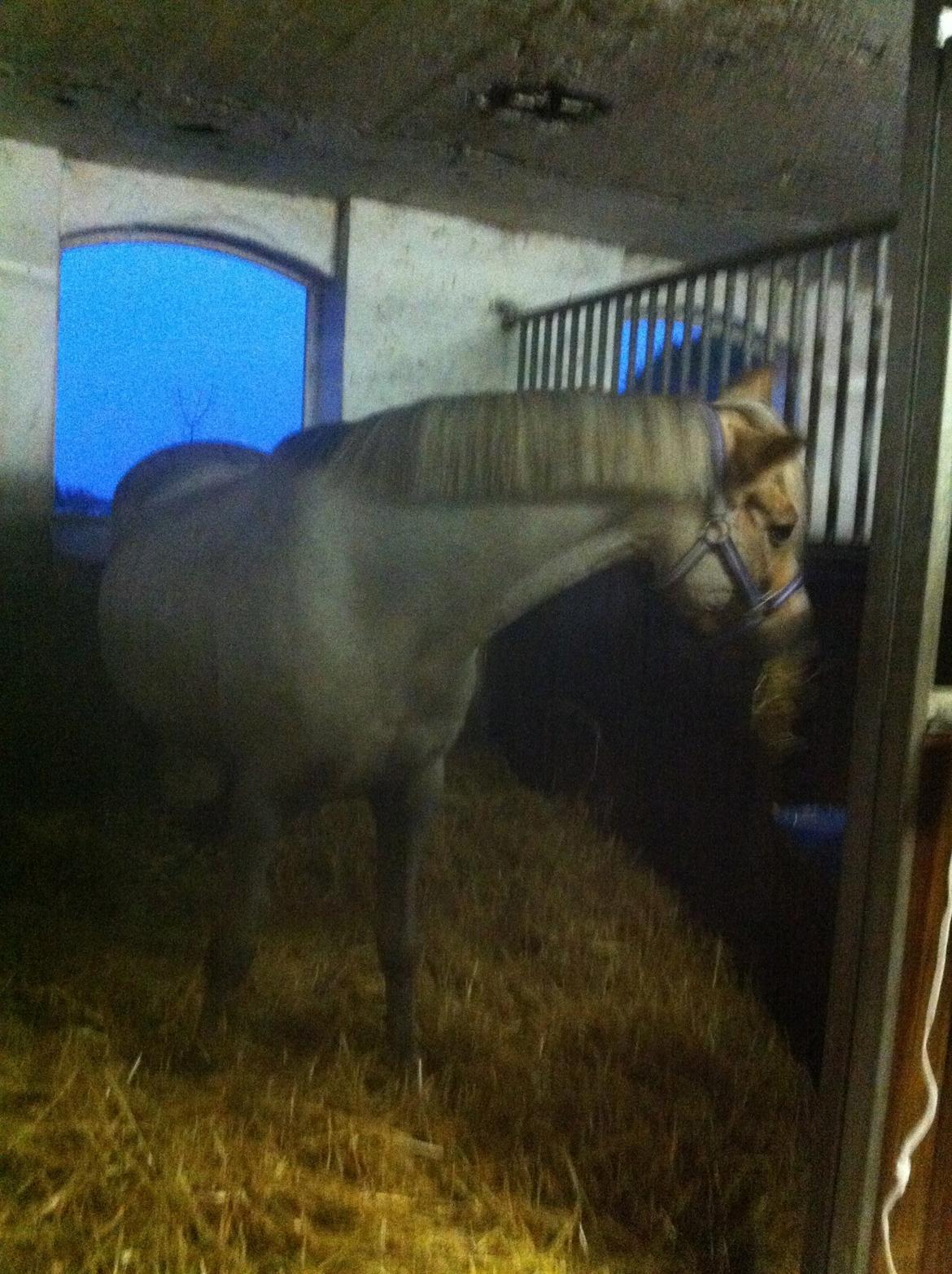 Lamse bliver klippet!<3 billede 22