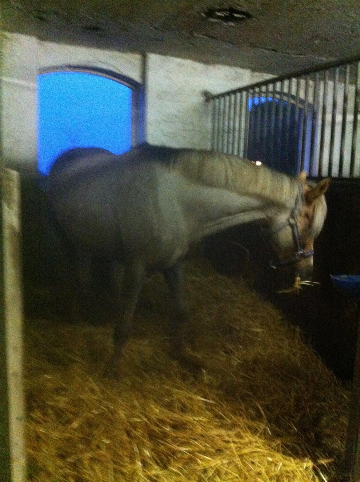 Lamse bliver klippet!<3 billede 23