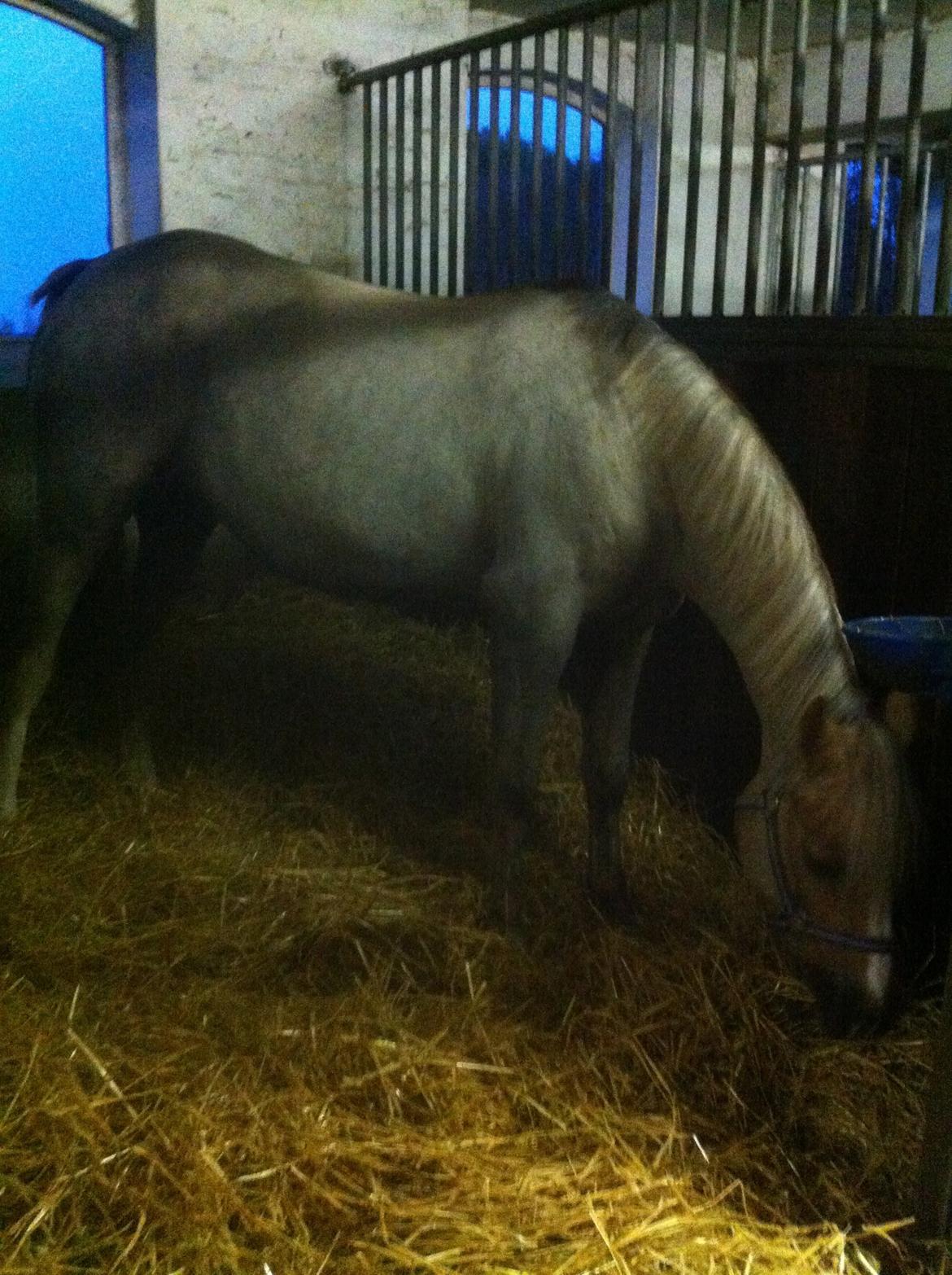 Lamse bliver klippet!<3 billede 24