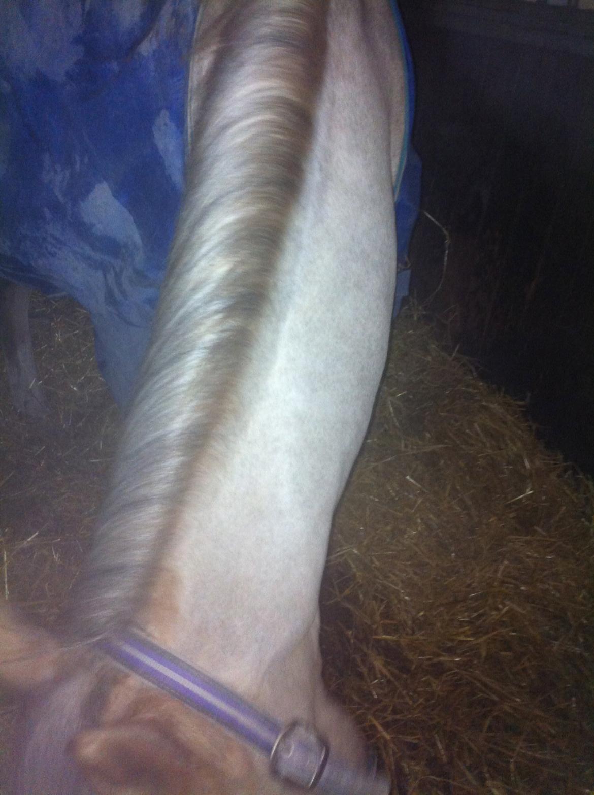 Lamse bliver klippet!<3 billede 25