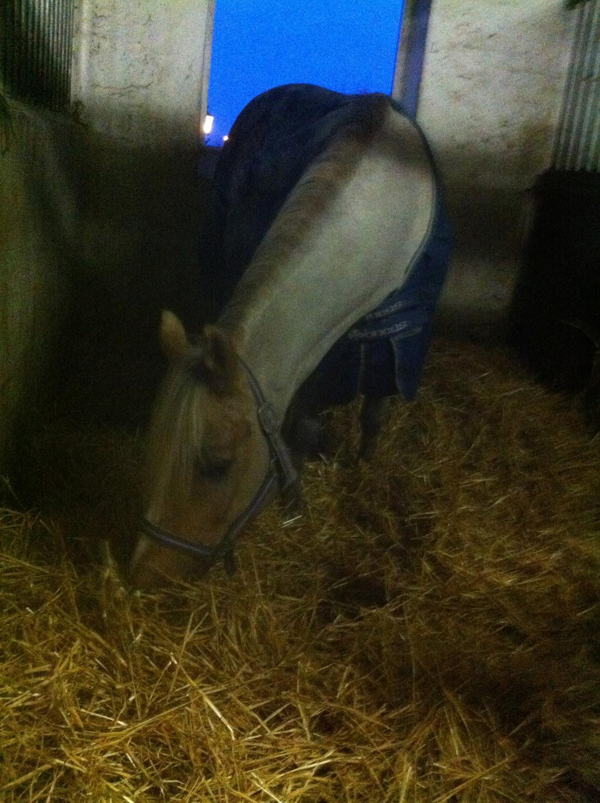 Lamse bliver klippet!<3 billede 26