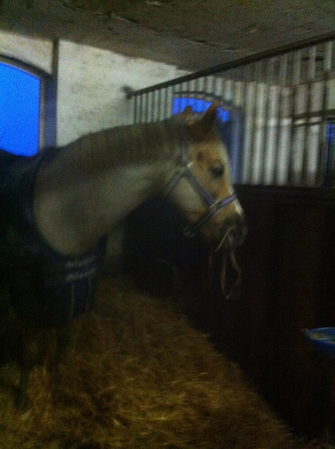 Lamse bliver klippet!<3 billede 27