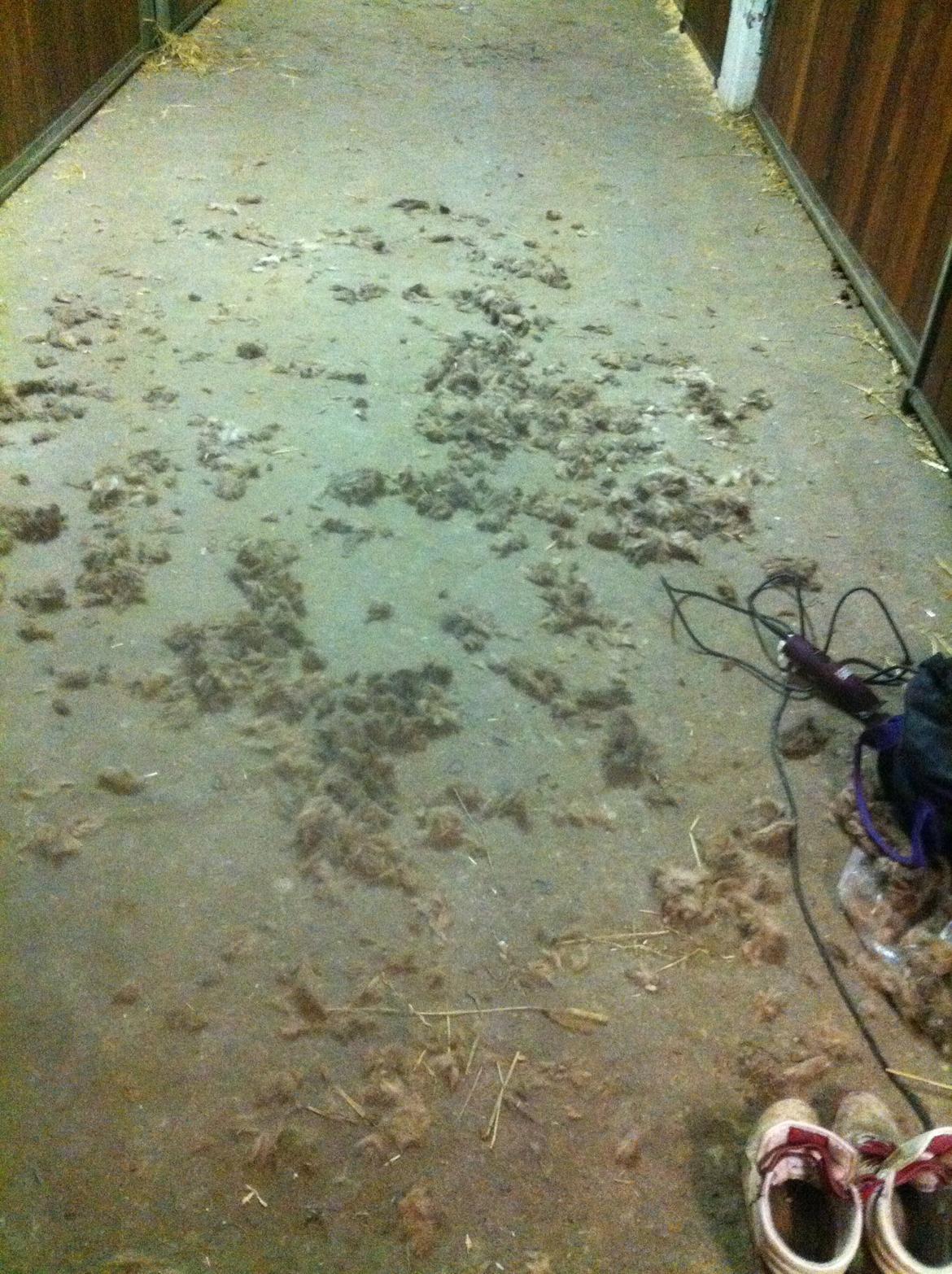 Lamse bliver klippet!<3 billede 28