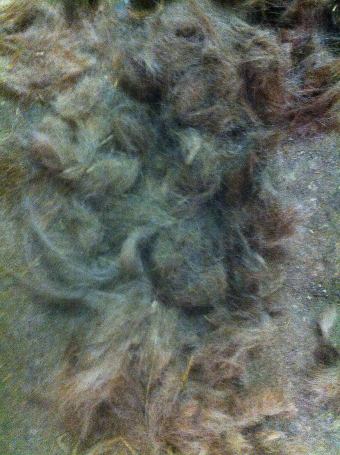 Lamse bliver klippet!<3 billede 29