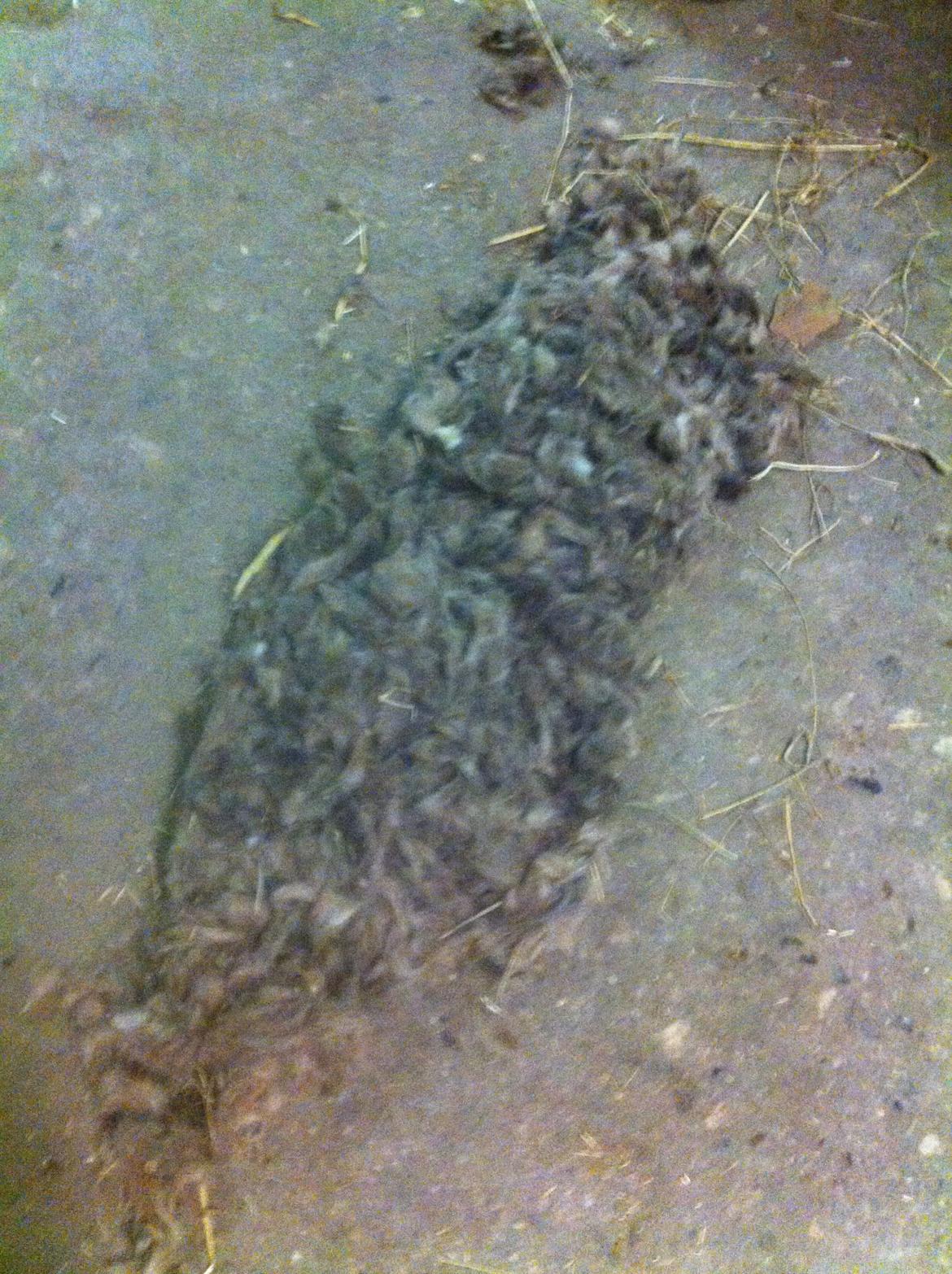 Lamse bliver klippet!<3 billede 30