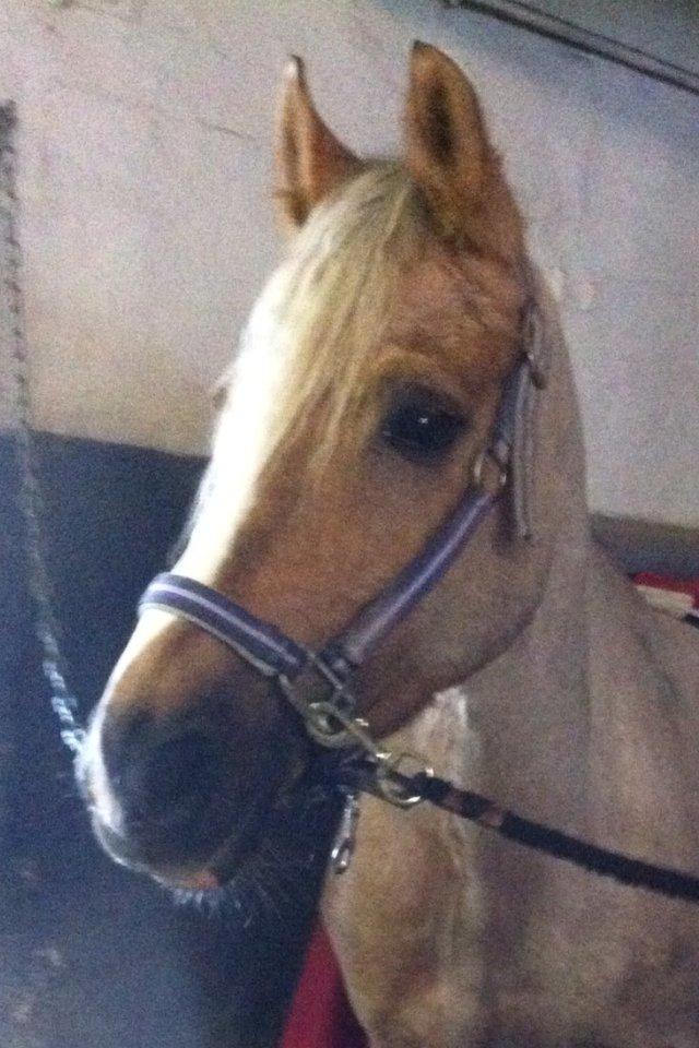 Lamse bliver klippet!<3 - Tak for kigget i fotoalbummet!<3 billede 31