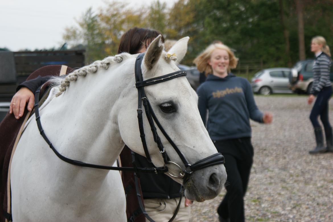 Stævne Frederiksværk Rideklub billede 3