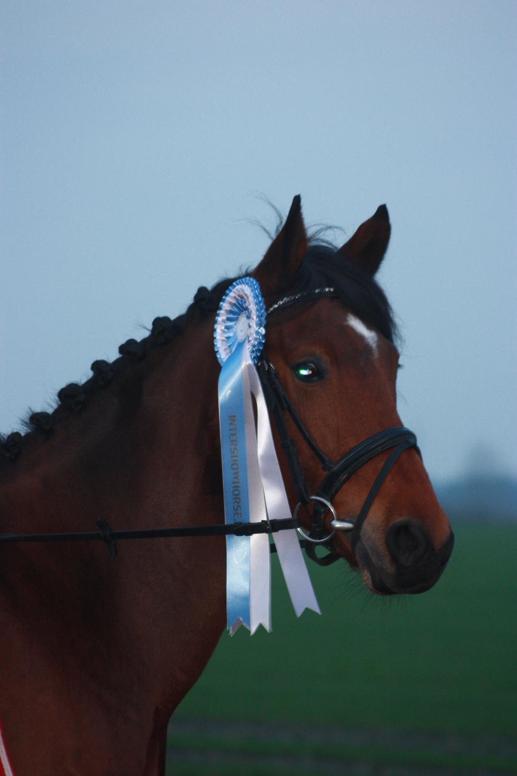 billeder af ponyen med sin flotte  roset på fra ISH  - 20/11 2012 fotograf: Malene Petersen  billede 1