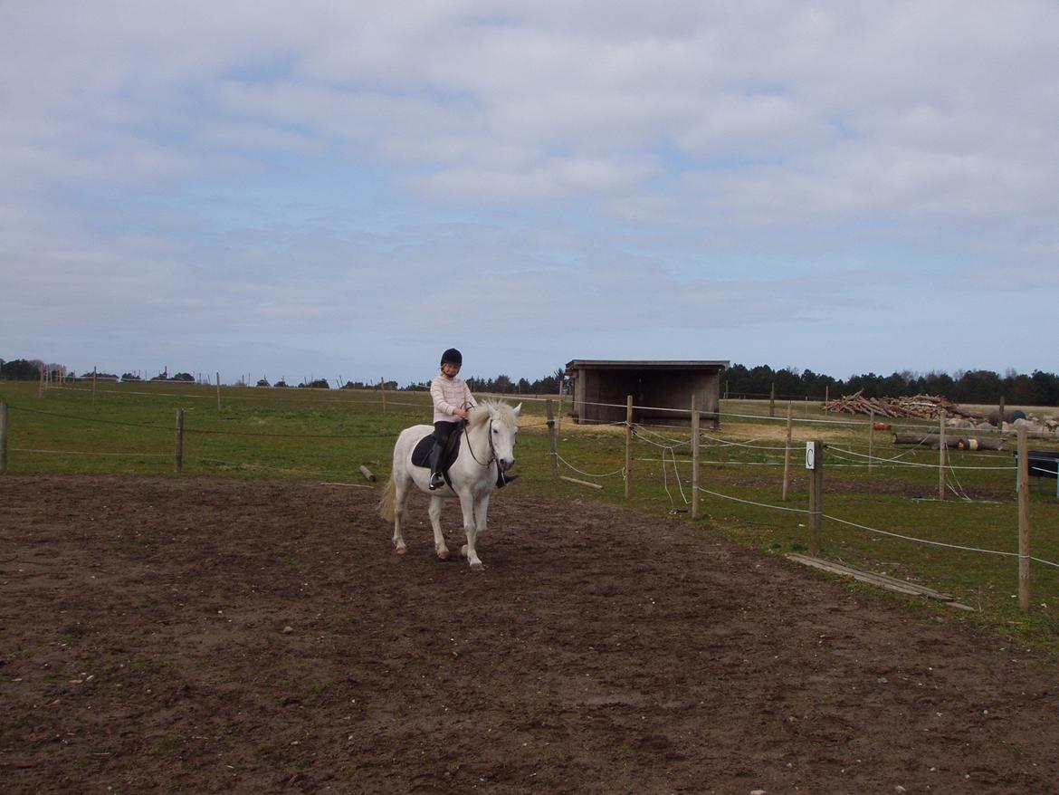 Hestene igennem tiden som jeg har redet  - Den første pony jeg var oppe på - Athila - 2007 billede 2