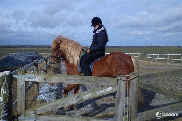 Hestene igennem tiden som jeg har redet  - Jeg var til kursus i Alrid, hos Louise Liisborg, hvor jeg red på hendes kun 6 årige islænder vallak - Sindri - 2012, Februar  billede 20