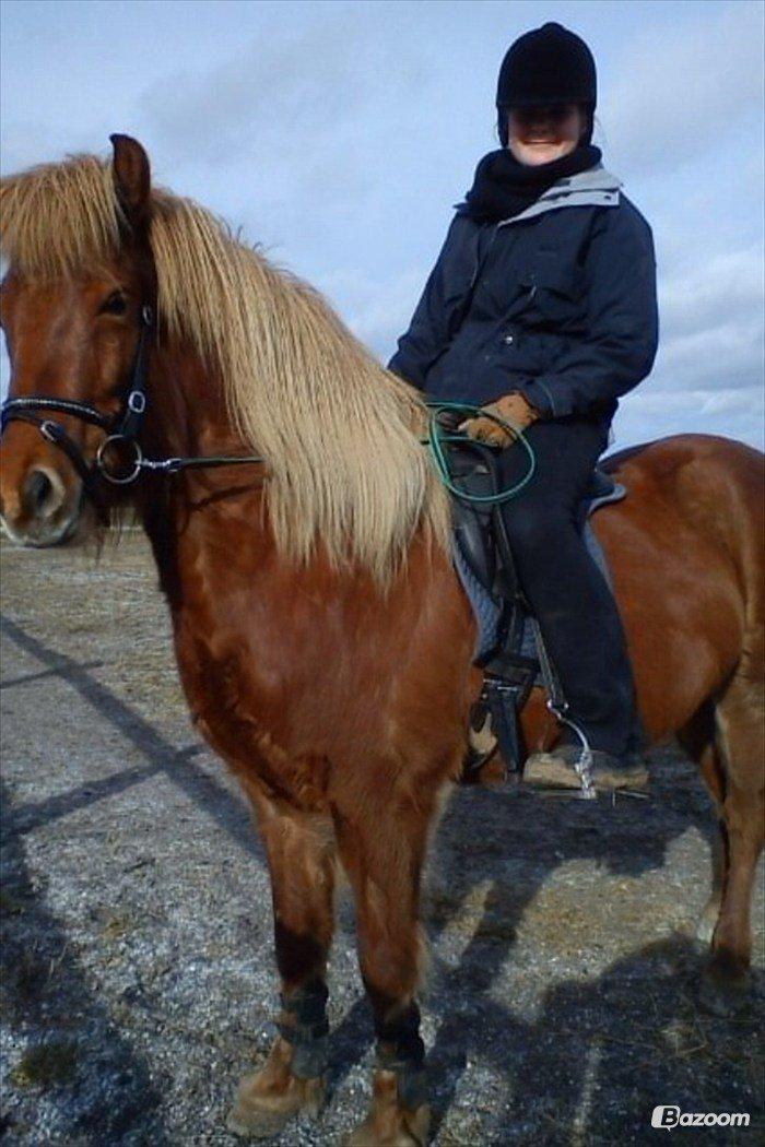 Hestene igennem tiden som jeg har redet  - Sindri var kun let ryttervant, så jeg havde haft min kamp !! Men han var jo en dejlig stor Vallak :D billede 21