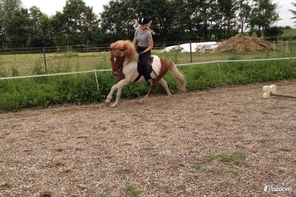 Hestene igennem tiden som jeg har redet  - Jeg rider min vejleders hest, når hun er på ferie billede 30