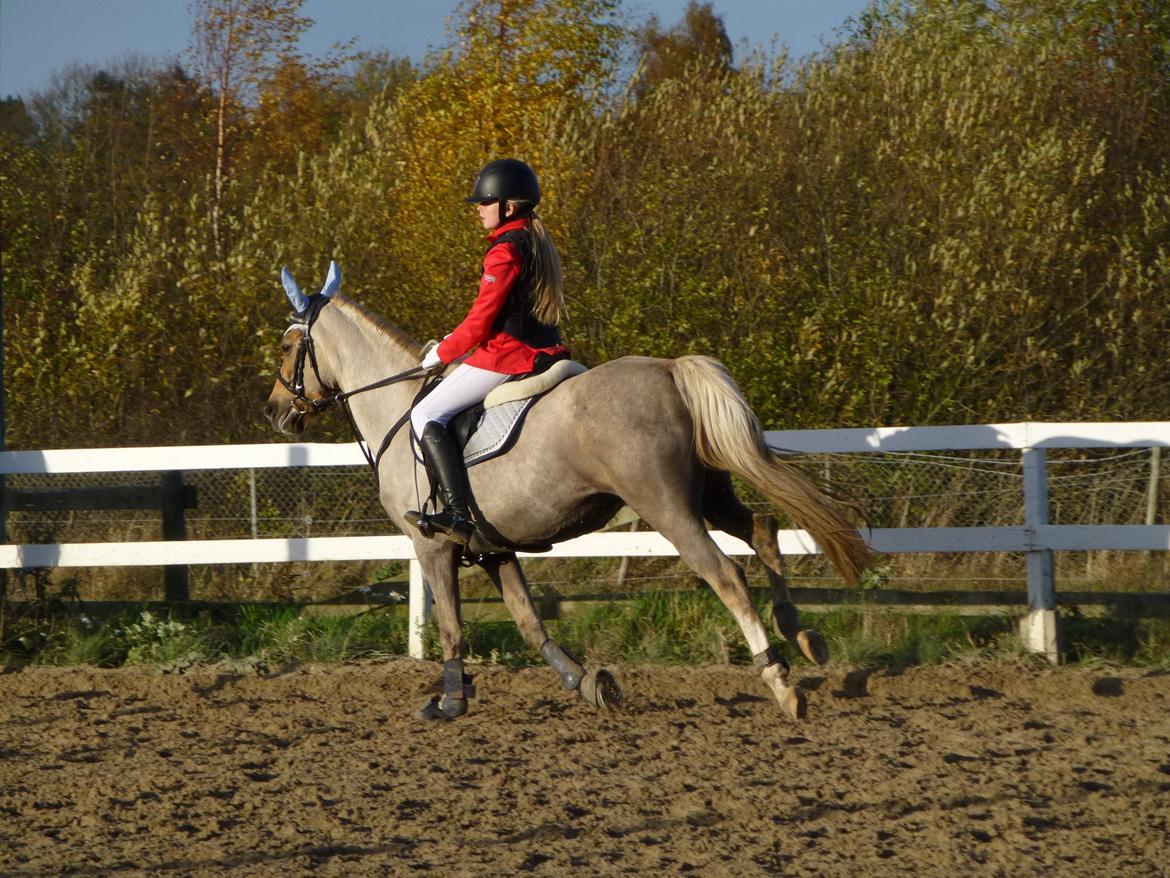 Stævnebilleder fra Vestervang Rideklub!<3 - gadagum gadagum gallop gallop! XD billede 4