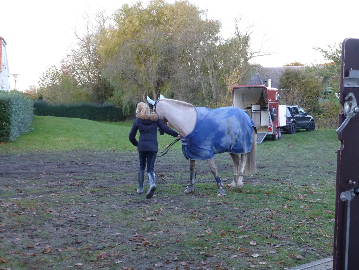 Stævnebilleder fra Vestervang Rideklub!<3 - Kan du så være sød Lamse at gå op i traileren! :P billede 22