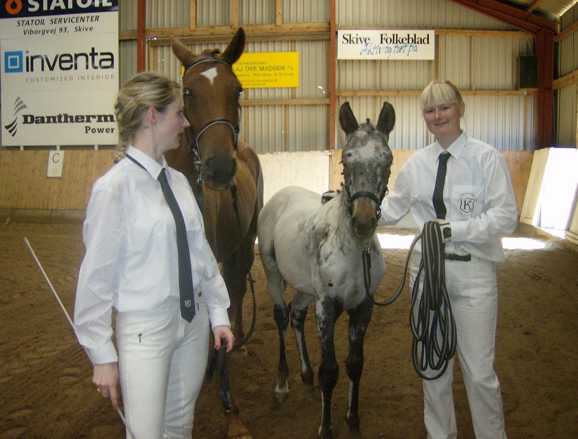 Renavls Knabstrupper  - KNN ERIKSEN`S MC.MARSHALL,bedste hingstføl 2012,9 i helhed
Far:SARTOS COMBAT WARRIOR II KNN 209 billede 1