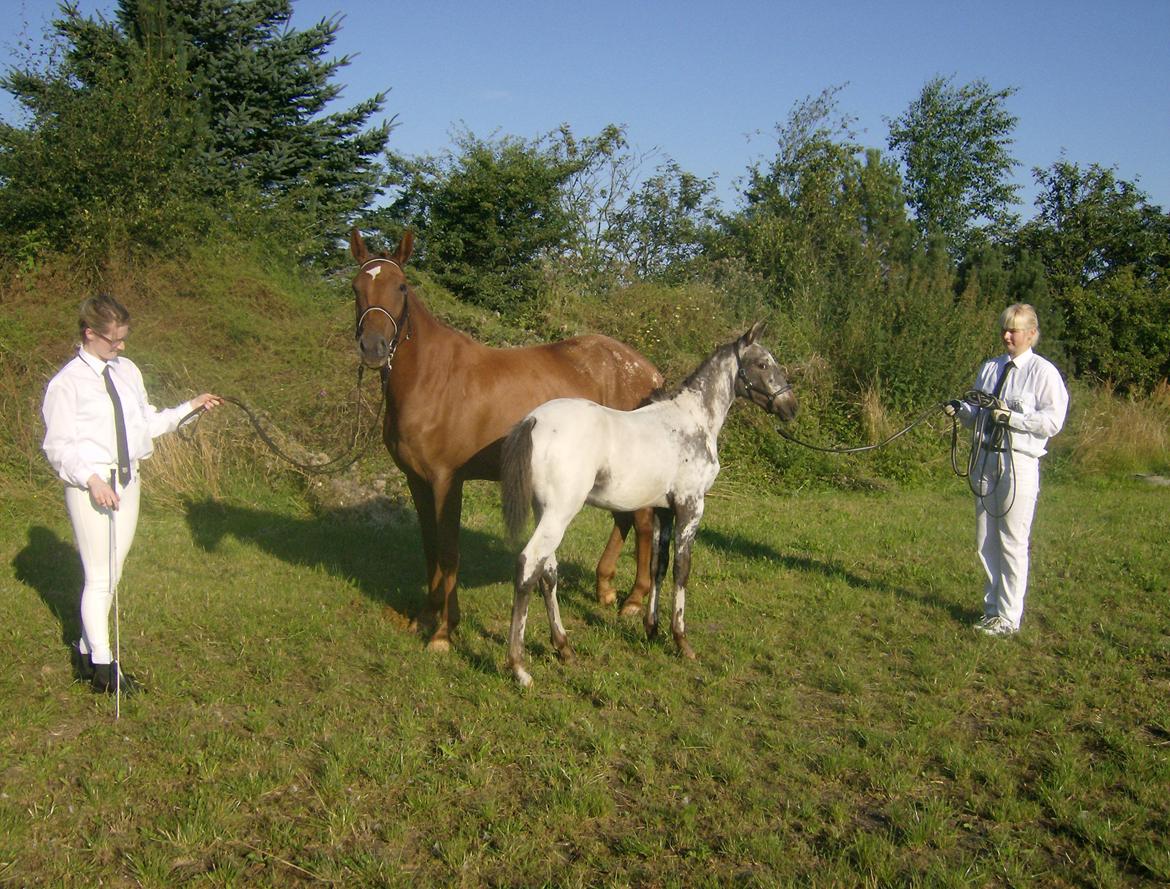 Renavls Knabstrupper  - KNN ERIKSEN`S MC.MARSHALL 
Hingstføl 2012 billede 2