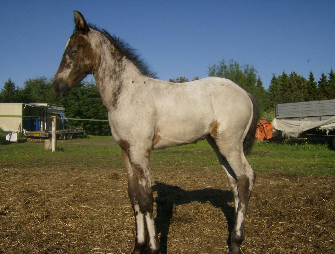 Renavls Knabstrupper  - KNN ERIKSEN`S MC.Marshall billede 3