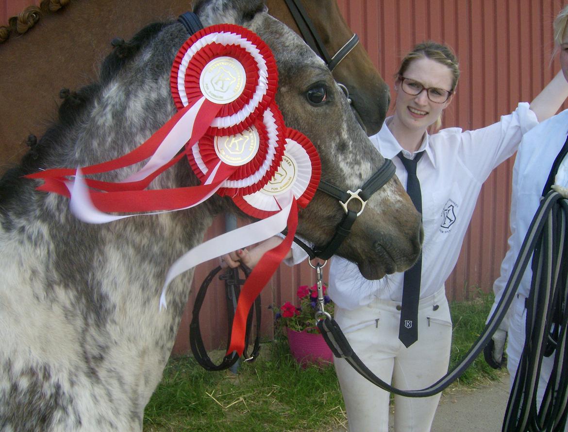 Renavls Knabstrupper  - ERIKSEN`S MC.MARSHAL
Årets bedste Hingstføl 2012 billede 4