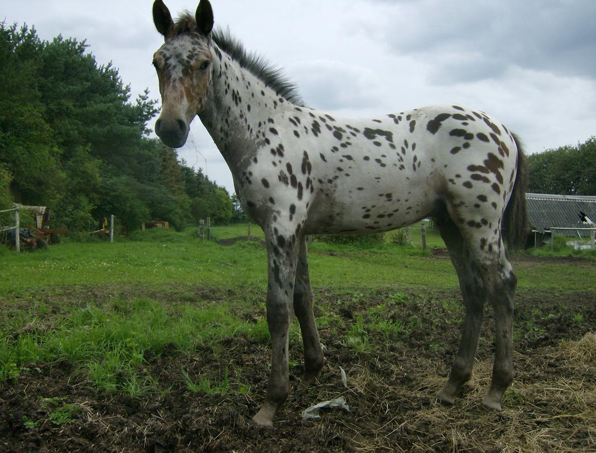 Renavls Knabstrupper  - ERIKSEN´S MC.MCLAREN
Hingstføl 2012,
Far: SARTOS COMBAT WARRIOR II billede 5